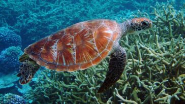 Green Sea Turtle