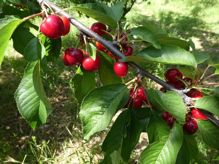 Ripe Cherries weigh down the branches for easy picking