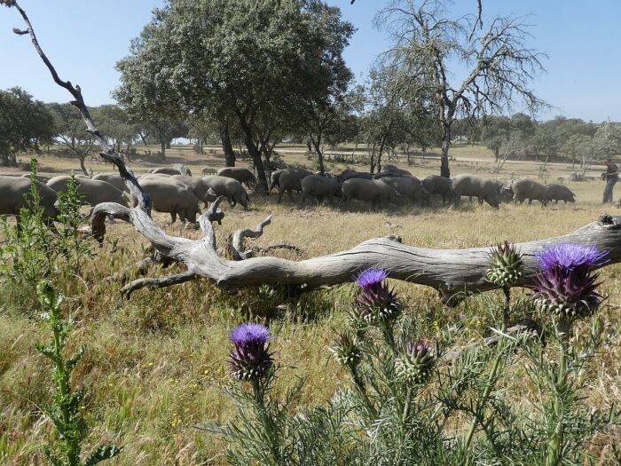 Thistles and swine populate the dehesa