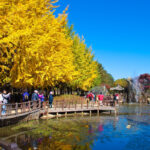 Nami Island + Petite France