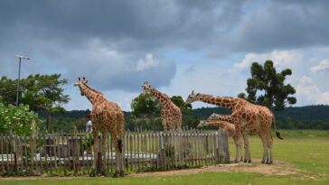 Calauit Safari Park in Palawan