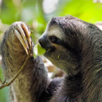 Bradypus variegatus at Cahuita National Park