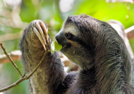 Bradypus variegatus at Cahuita National Park