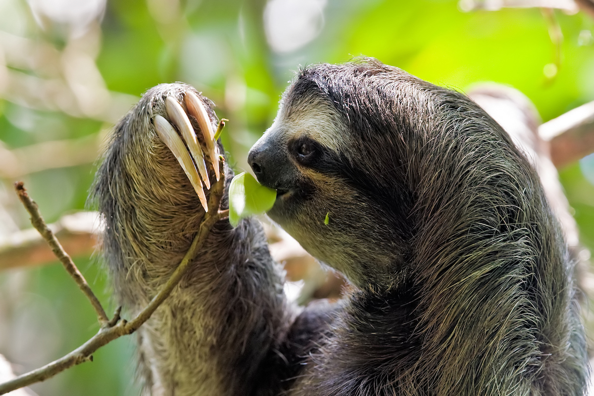 Bradypus variegatus at Cahuita National Park