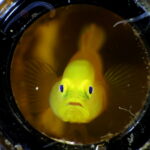 Fish Portrait Category 3rd Place PJ Aristorenas