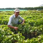 Starbucks Hacienda Map - Source of Hacienda Alsacia Coffee in Costa Rica