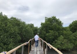 Mangrove Area in Sasmuan Pampanga