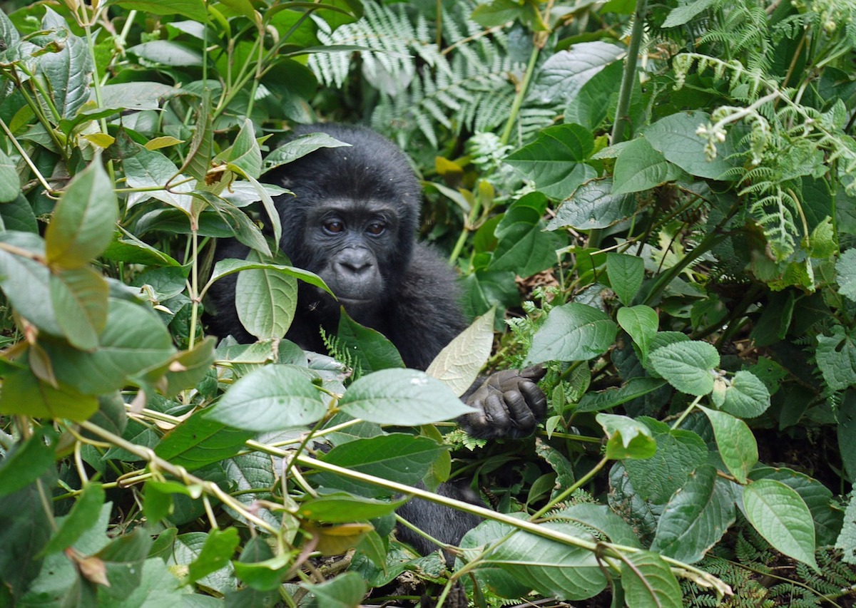 Mountain Gorilla in Africa