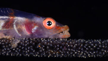 Open Class: Marine Behavior Category First Place Cem Gazivekili from Turkey