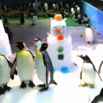 Penguin Dress-up Delights