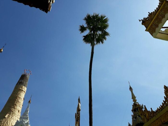 This tree in Shwedagon Pagoda is still standing after many centuries.