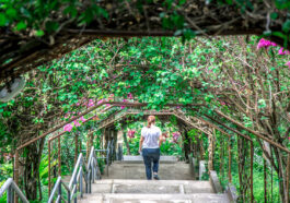 Bougainvillea covered walkway at Marian Orchard