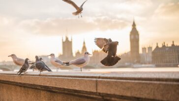 Emirates Flights to Europe Promo