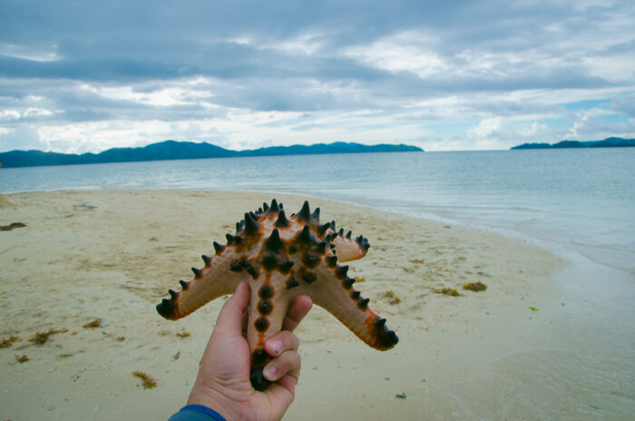Start fish Island