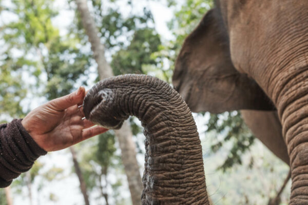 2 Elephant Jungle Sanctuary 8 - Chiang Mai LQ