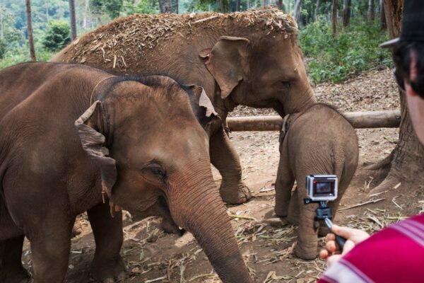 A day at the Elephant Sanctuary