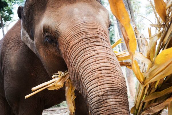 Elephant Jungle Sanctuary 1 - Chiang Mai LQ