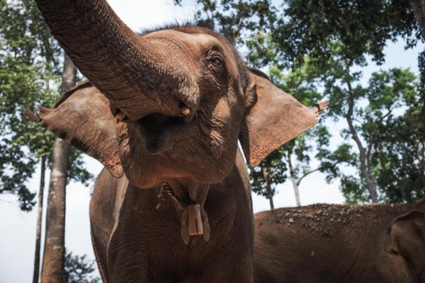 Elephant Jungle Sanctuary 2 - Chiang Mai LQ