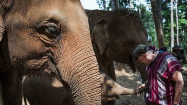 Elephant Jungle Sanctuary 3 - Chiang Mai LQ