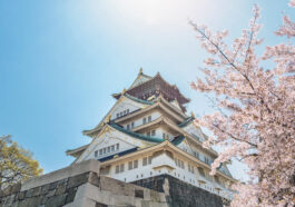 Osaka Cherry Blossoms at the Castle