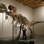 a 12 metre-long Tyrannosaurus rex fossil, discovered in Northwestern South Dakota, USA