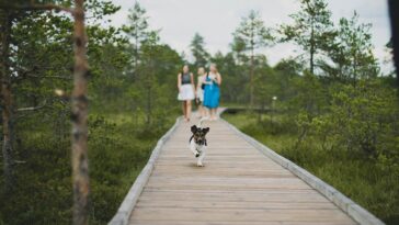 Best Hotels for Animal Lovers