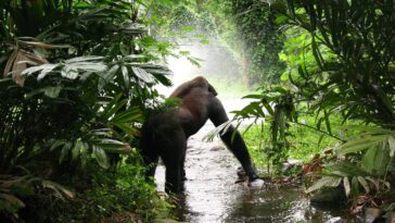 Mountain Gorilla Trekking