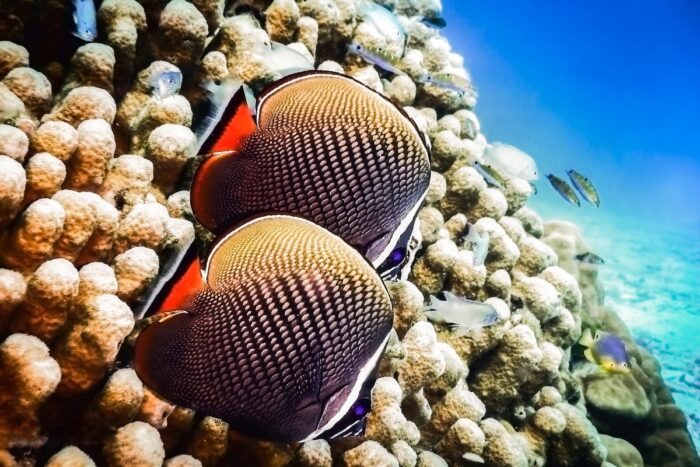 Diving in Phuket by Frans Daniels via Unsplash