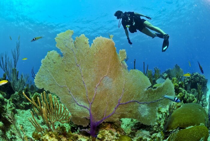 Diving Fiji