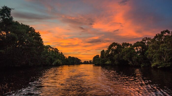 Mangrove Safari