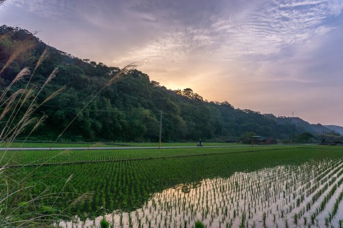 Rice Paddy
