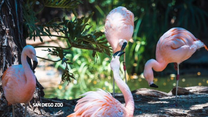 San Diego Zoo