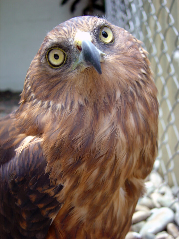 Swamp Harrier at the Zoo of Kula WILD Adventure Park photo by Ian Sutton via Wikipedia CC