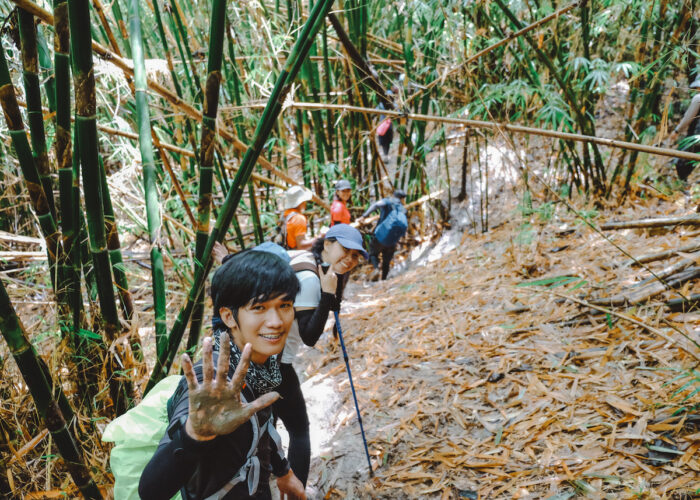 Bamboo trail