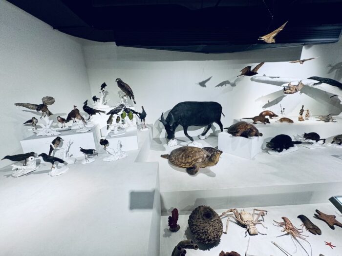 Endemic Animals in the Philippines