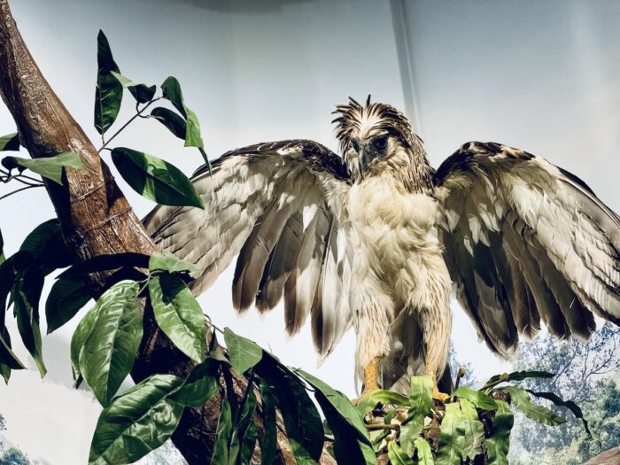 Philippine National Eagle