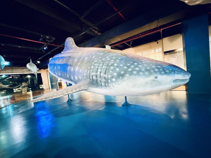 Whale Shark Replica
