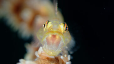 Open up. A goby photographed by DOT Photographer of the Year Regie Casia, 1st Place, Compact Class Fish Portrait