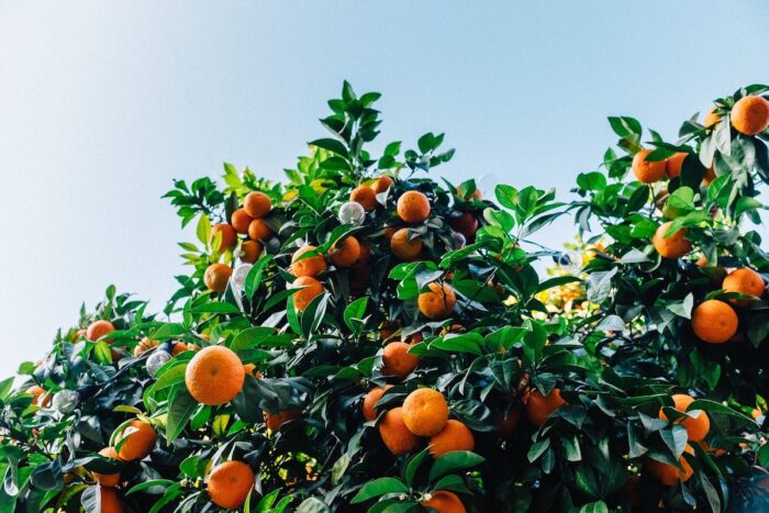 Satsuma Oranges