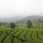 Tea Plantation in Bandung
