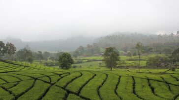 Tea Plantation in Bandung