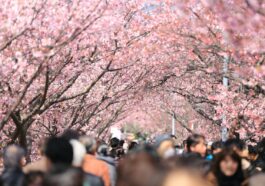 When to catch the 2019 Cherry Blossom season in Japan photo by Kazuend via unsplash
