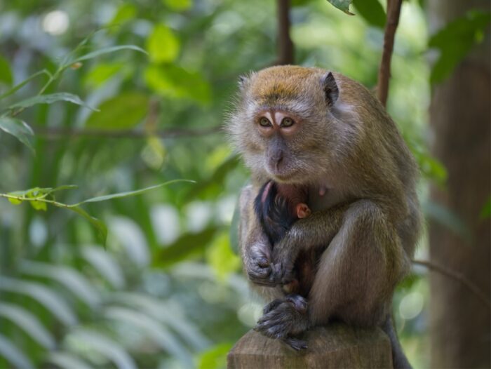 Bukit Timah Nature Reserve by ynov via Unsplash