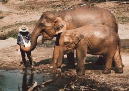 Sustainable Tourism In Chiang Mai by Kym Ellis via Unsplash