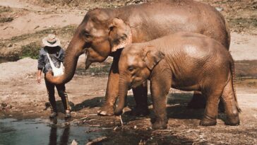 Sustainable Tourism In Chiang Mai by Kym Ellis via Unsplash