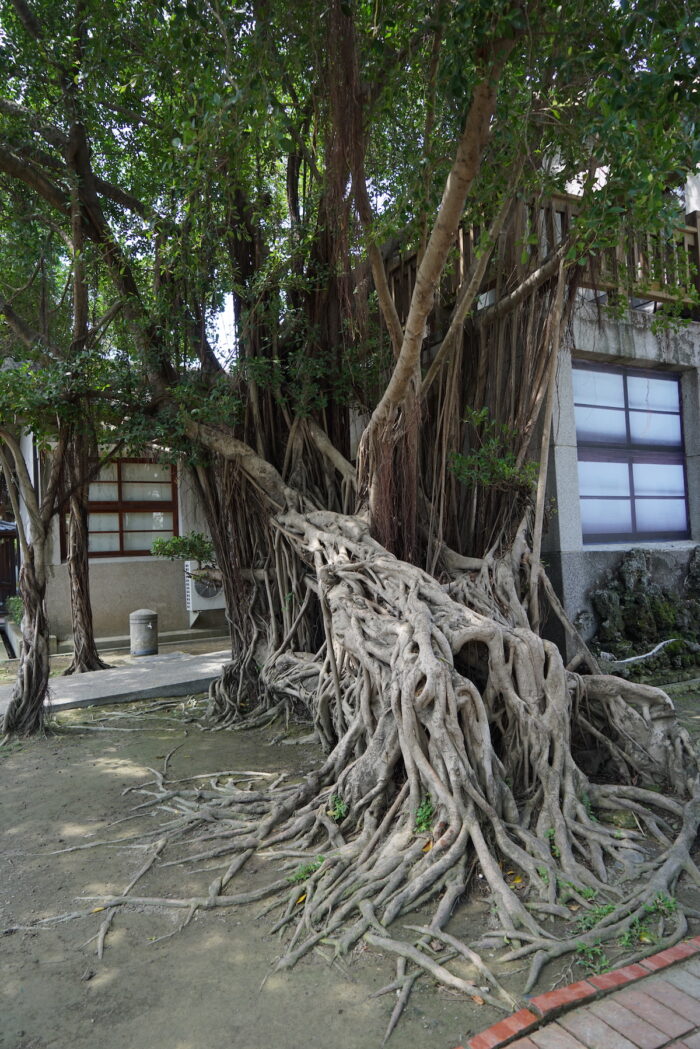 Banyan Tree inside the complex
