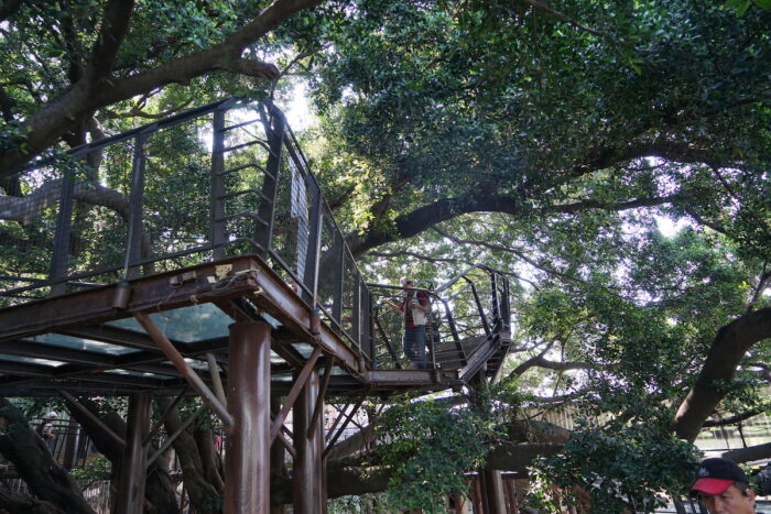 Elevated Walkways surrounding huge Banyan Trees