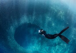 Freediver Sardines photo by Jerome Kim