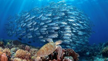 Tubbataha Reefs photo by Jerome Kim
