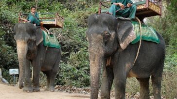 Elephant Rides Are Now Banned at Cambodia's Angkor Wat